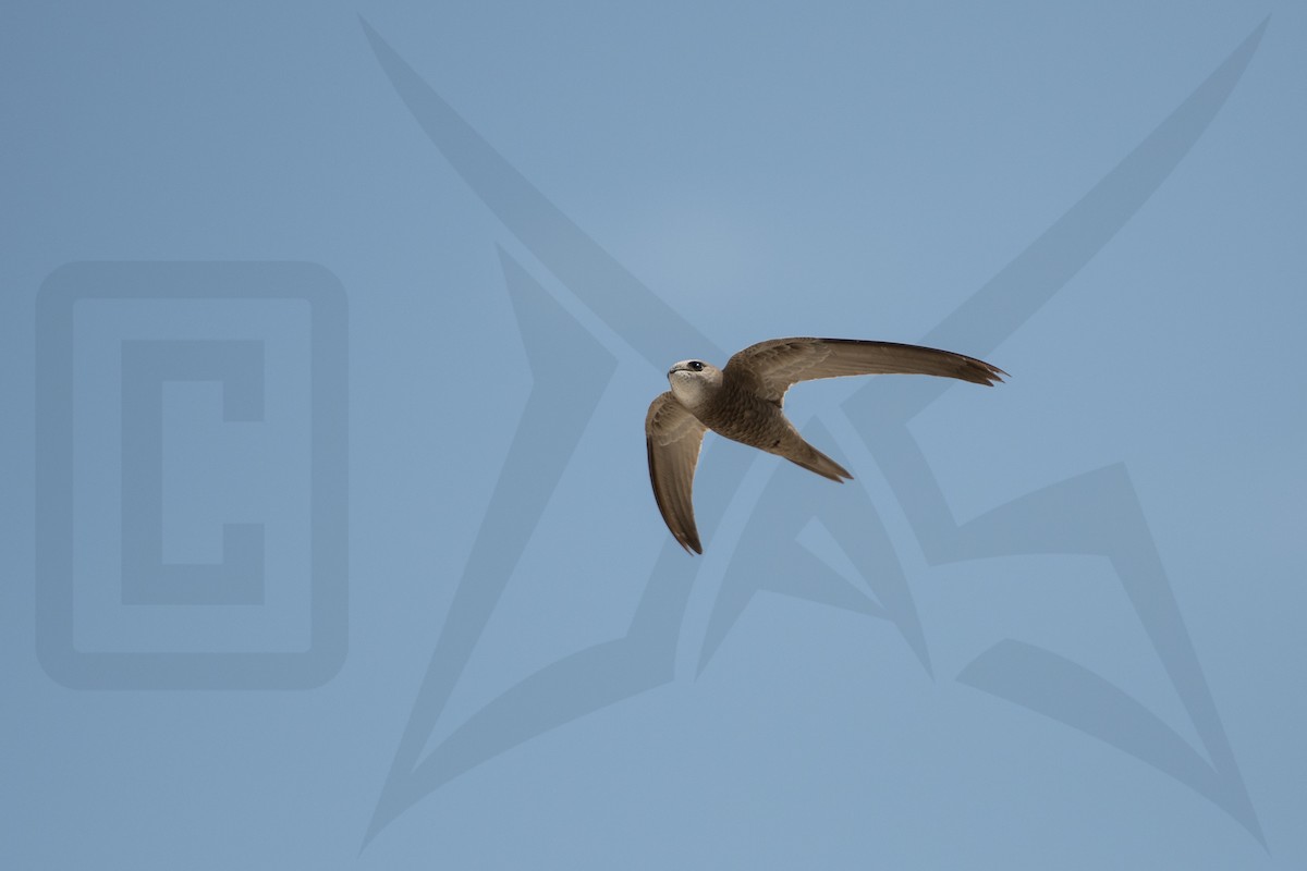 Pallid Swift - ML148043611