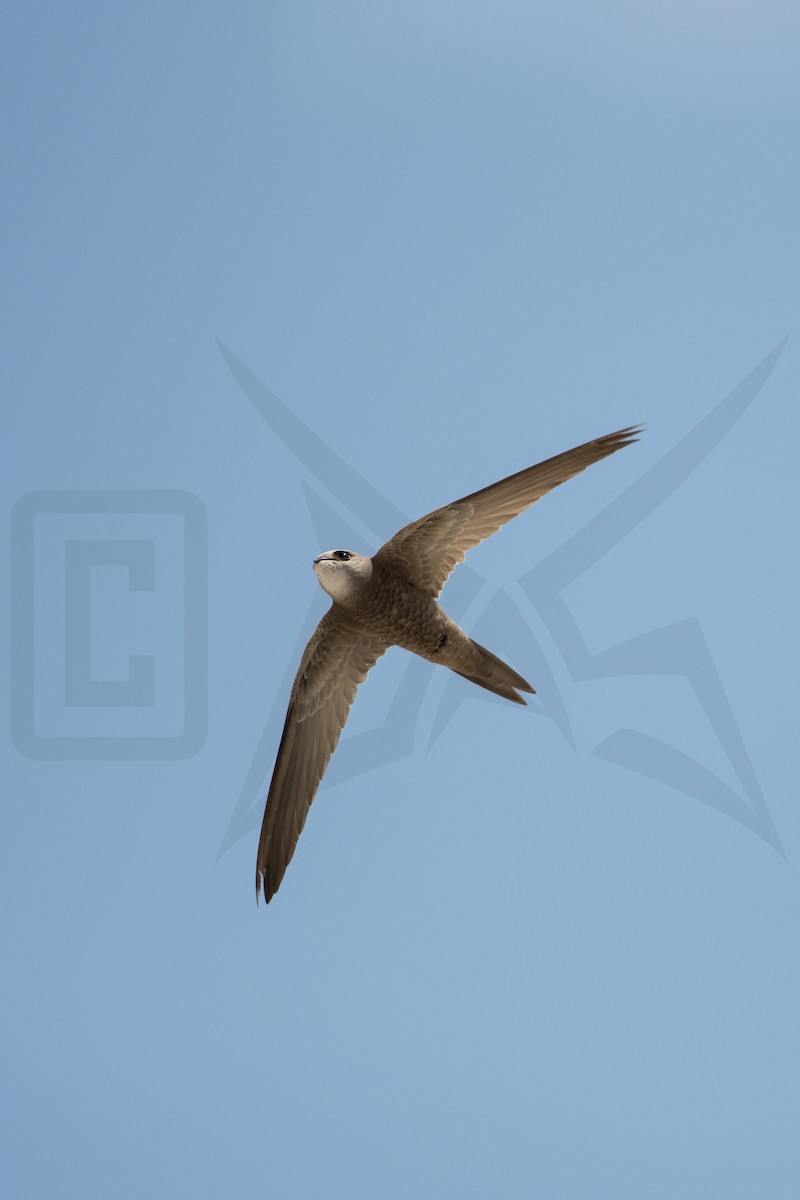 Pallid Swift - ML148043621