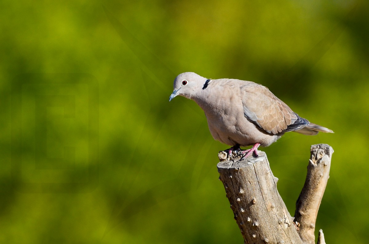 Eurasian Collared-Dove - Krishna Das
