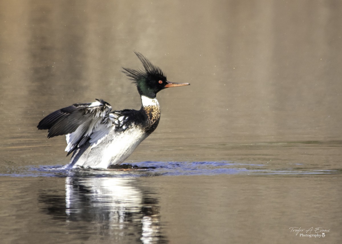 Red-breasted Merganser - Trefor Evans