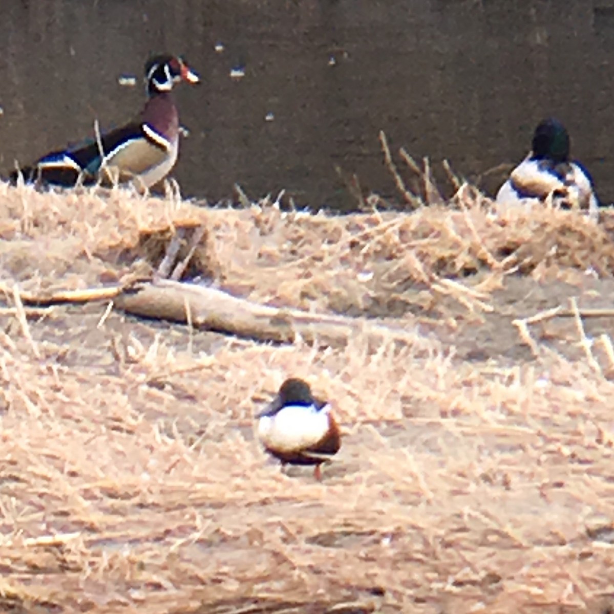 Northern Shoveler - ML148044841