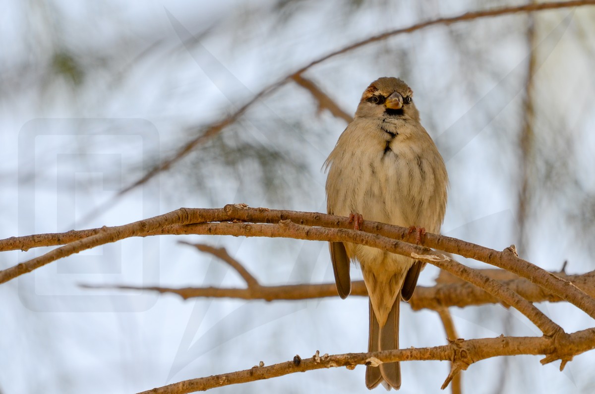 House Sparrow - ML148046051