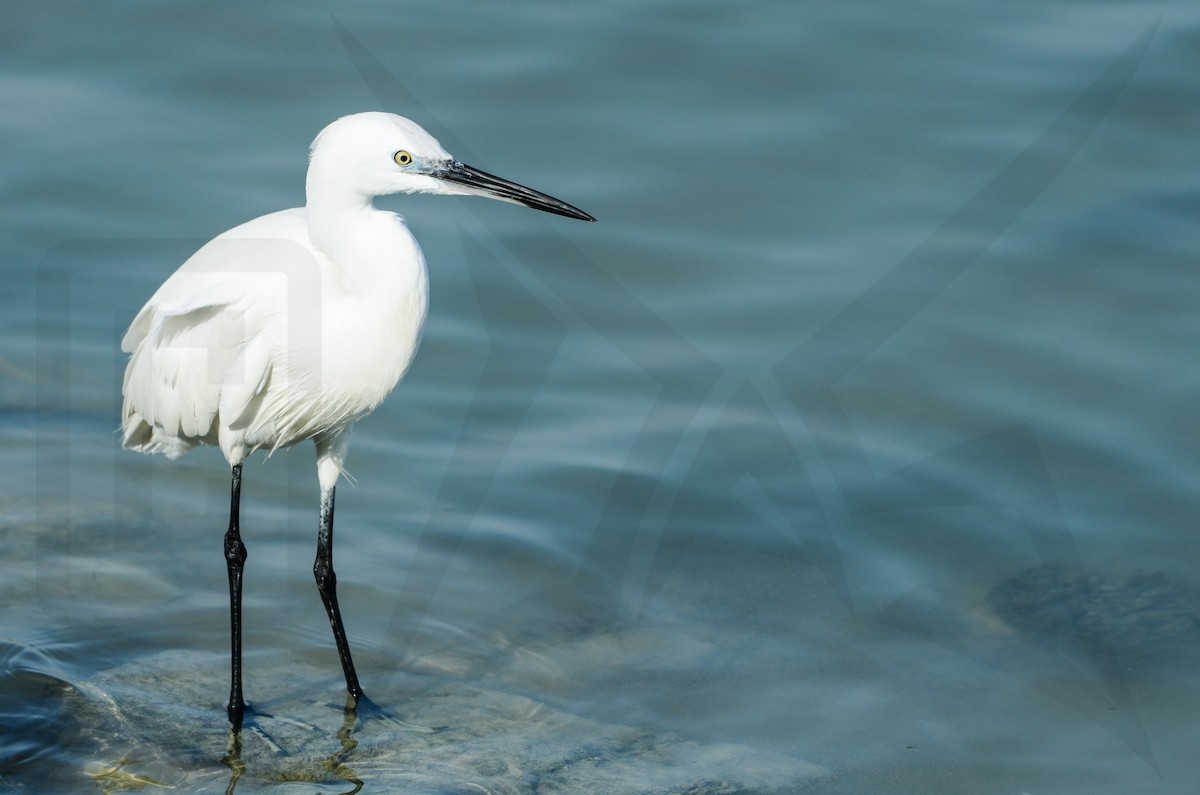 Little Egret - ML148046491