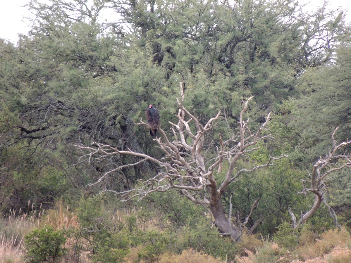 Turkey Vulture - ML148047251