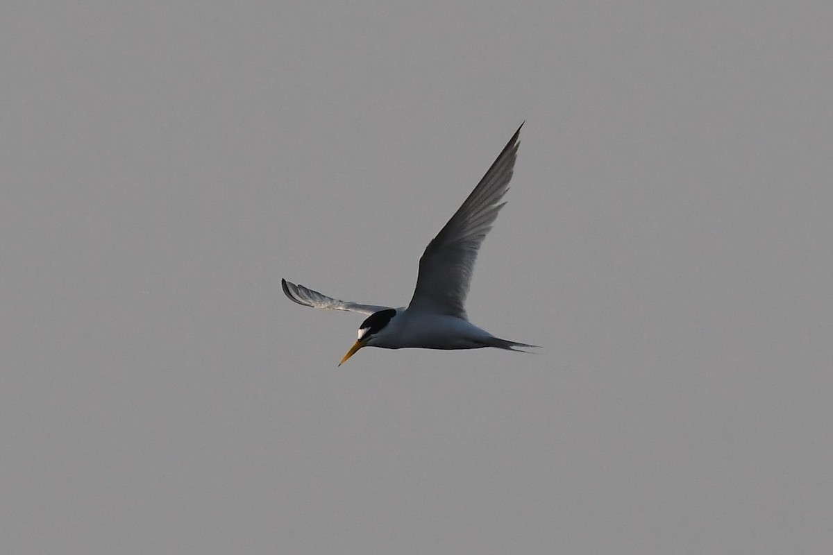 Little Tern - Sriram Reddy