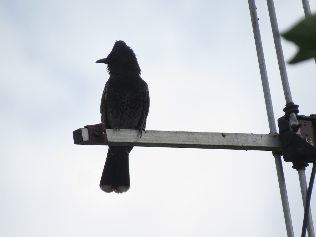 Bulbul à ventre rouge - ML148047551