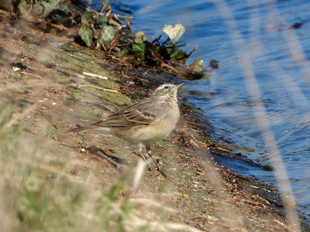 Water Pipit - Samuel Burckhardt