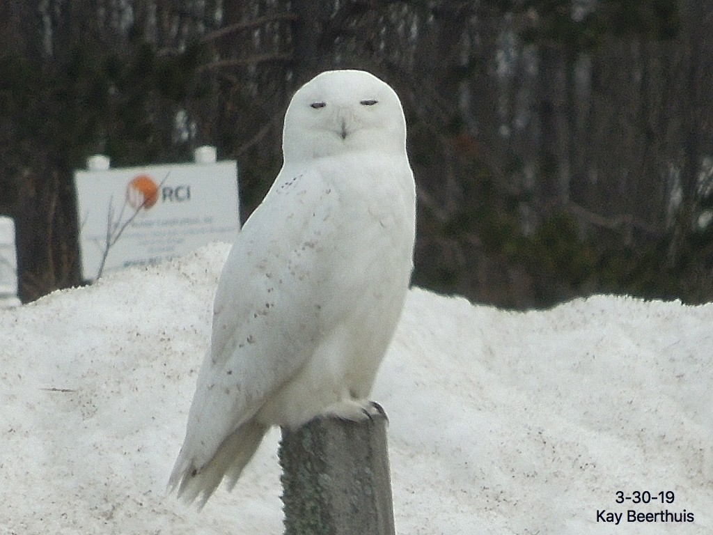 Snowy Owl - ML148049671