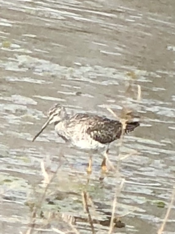 Greater Yellowlegs - John Scavetto