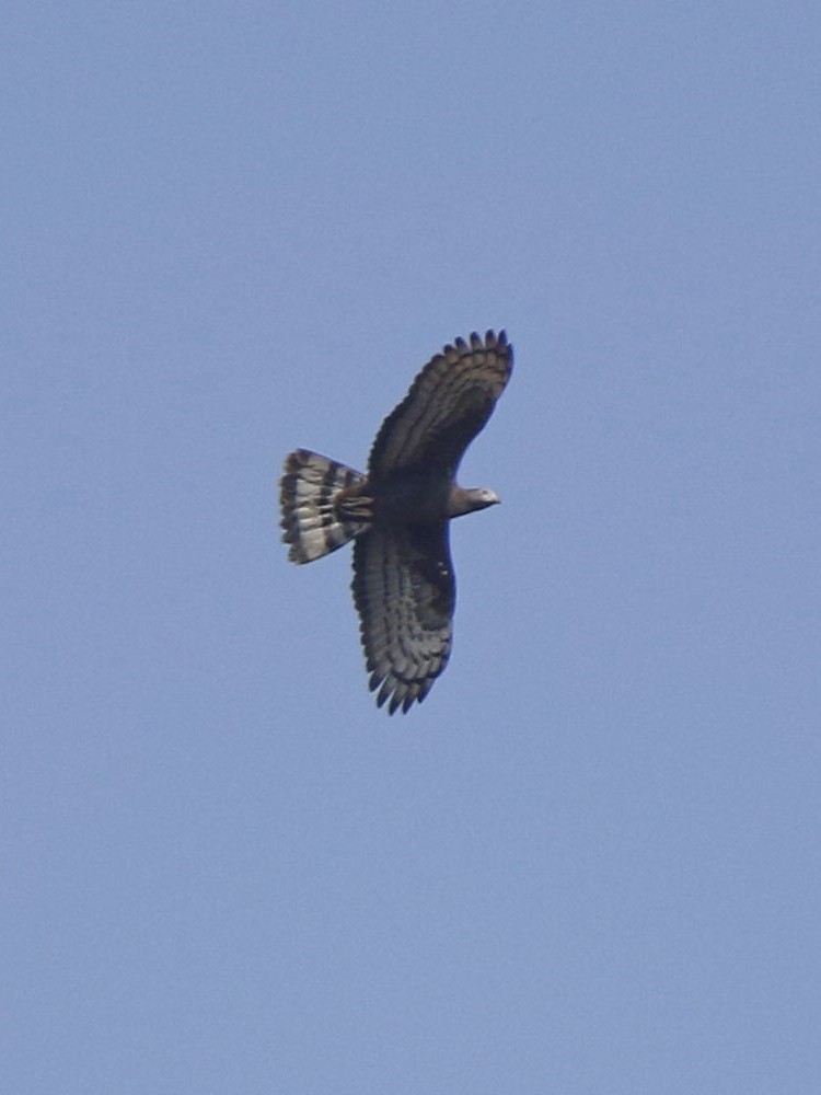 Oriental Honey-buzzard - ML148050981