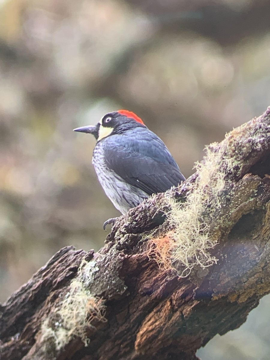 Acorn Woodpecker - ML148051791