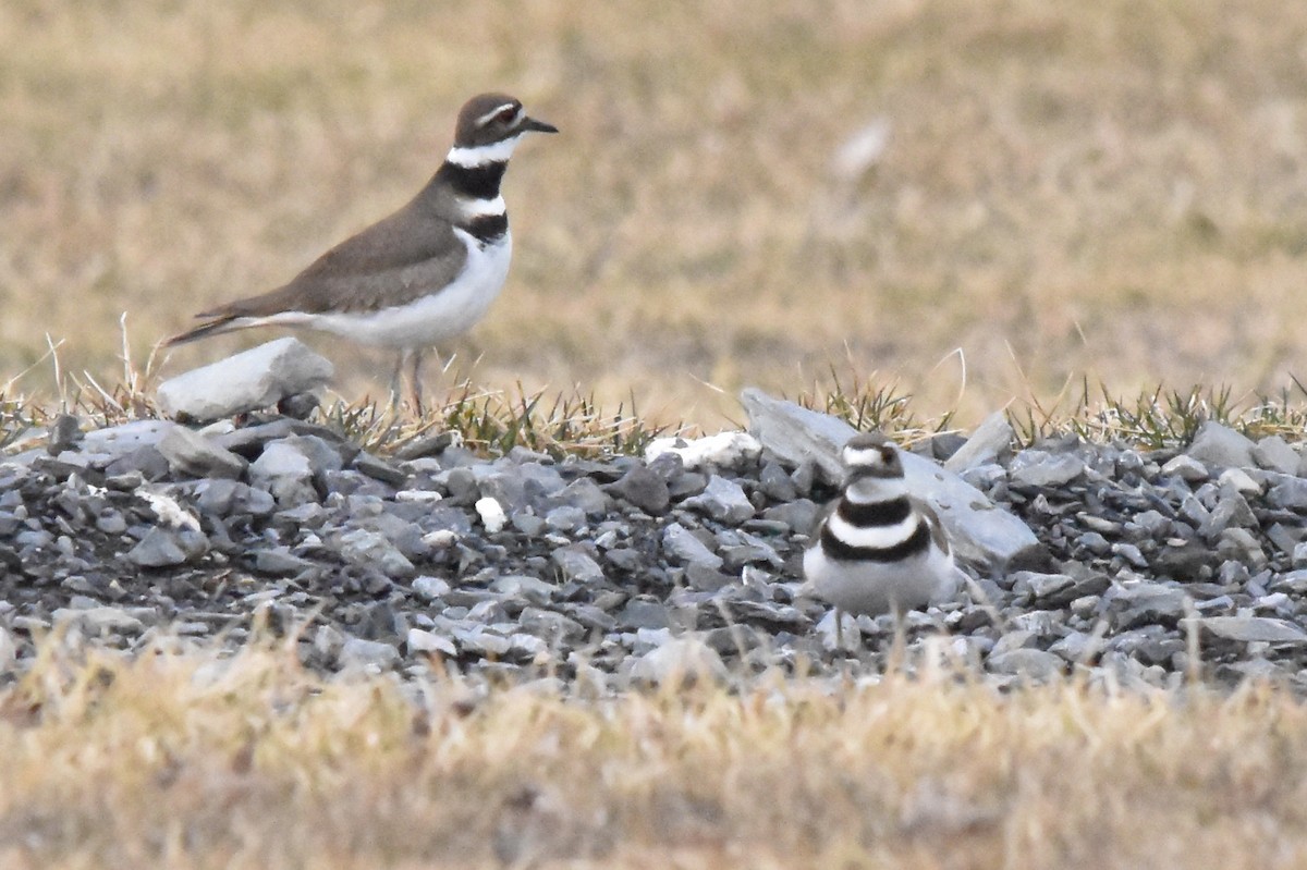 Killdeer - Marcus Grote