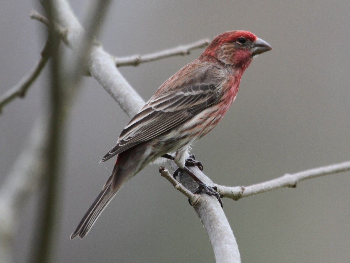 House Finch - ML148052221