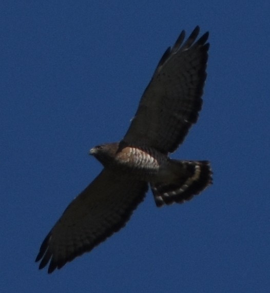 Broad-winged Hawk - ML148052451