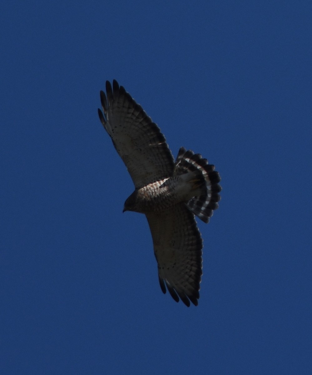 Broad-winged Hawk - ML148052461