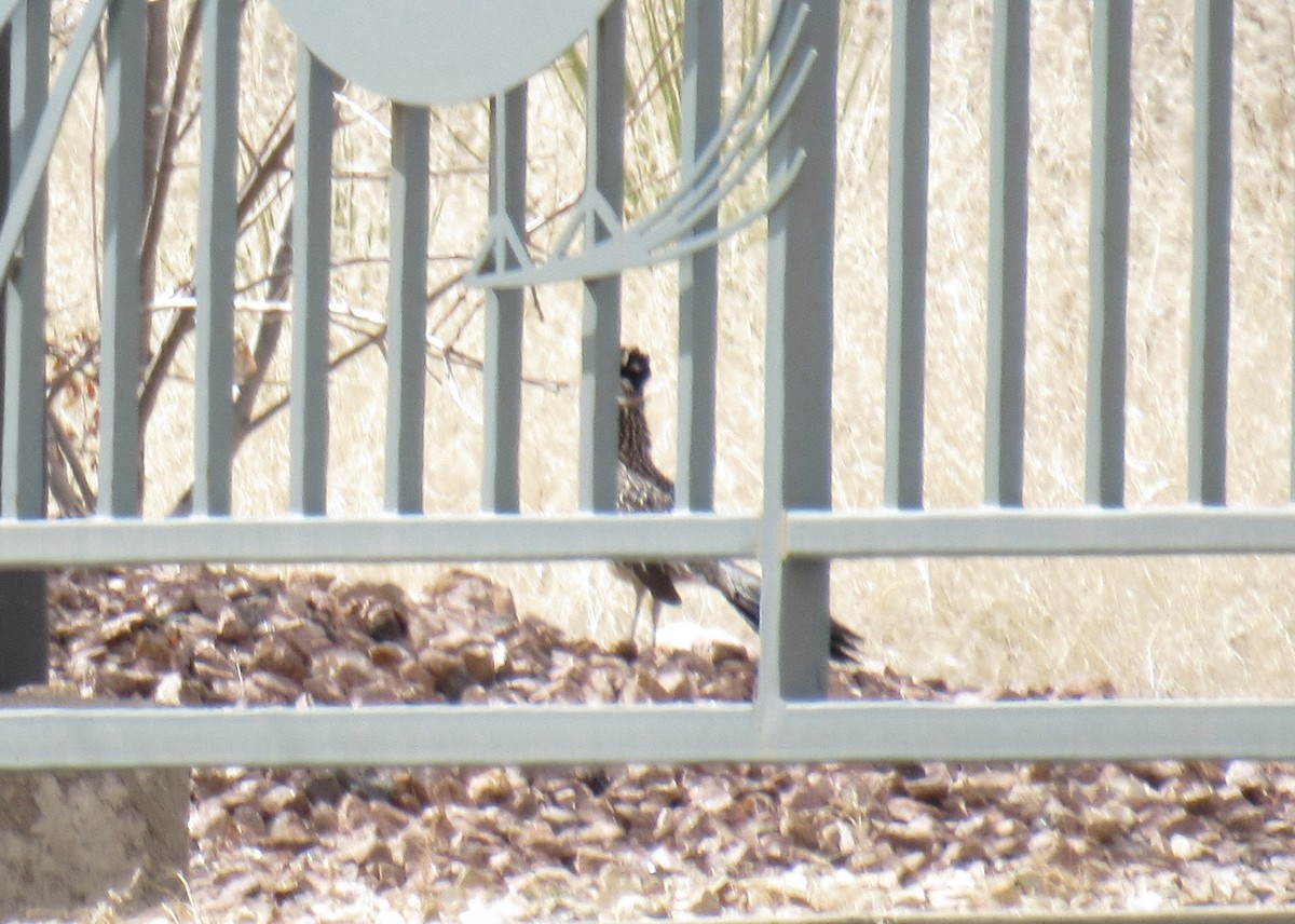 Greater Roadrunner - ML148052691