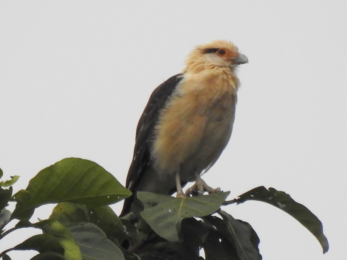 Yellow-headed Caracara - ML148052861