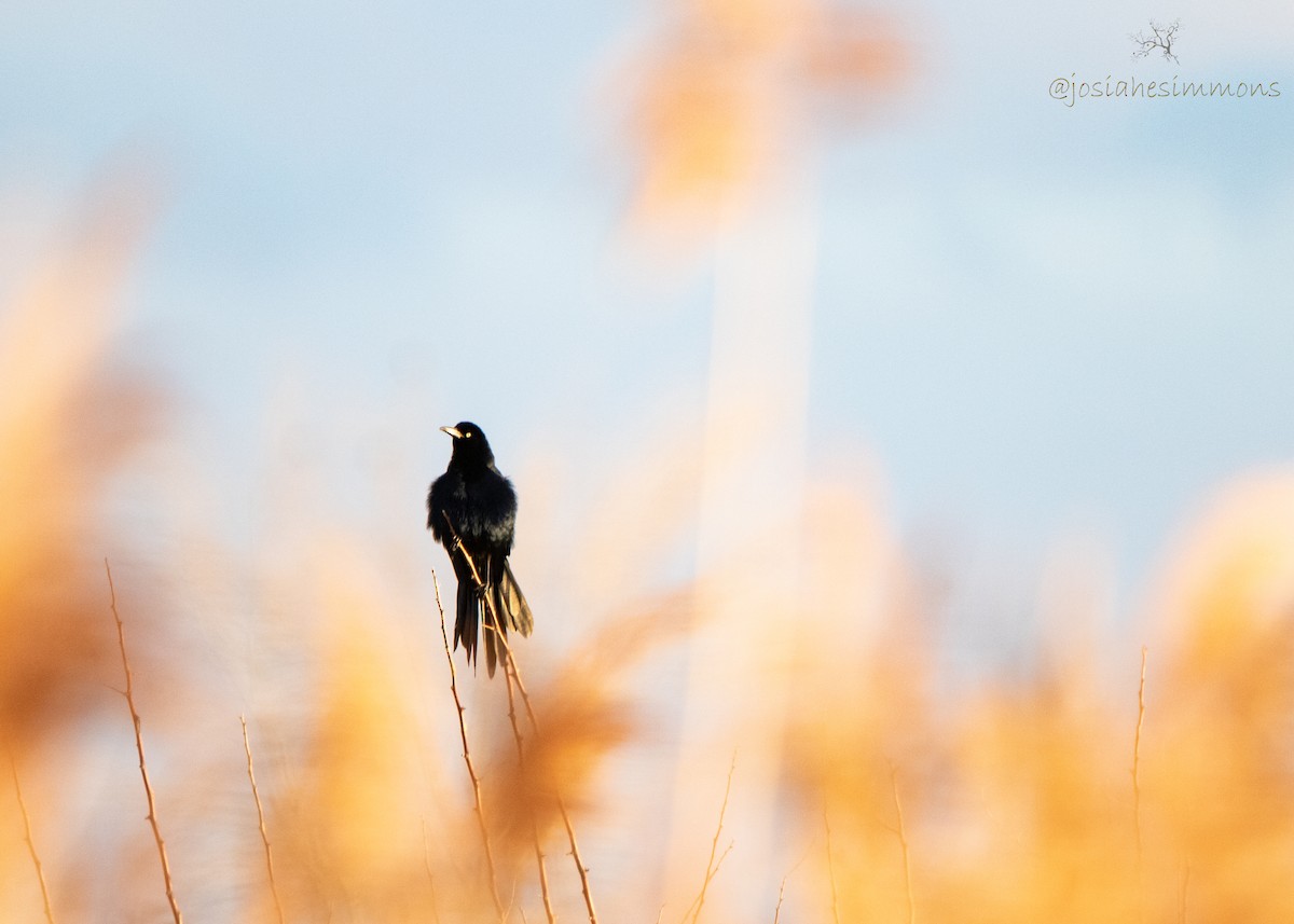 Great-tailed Grackle - ML148053441