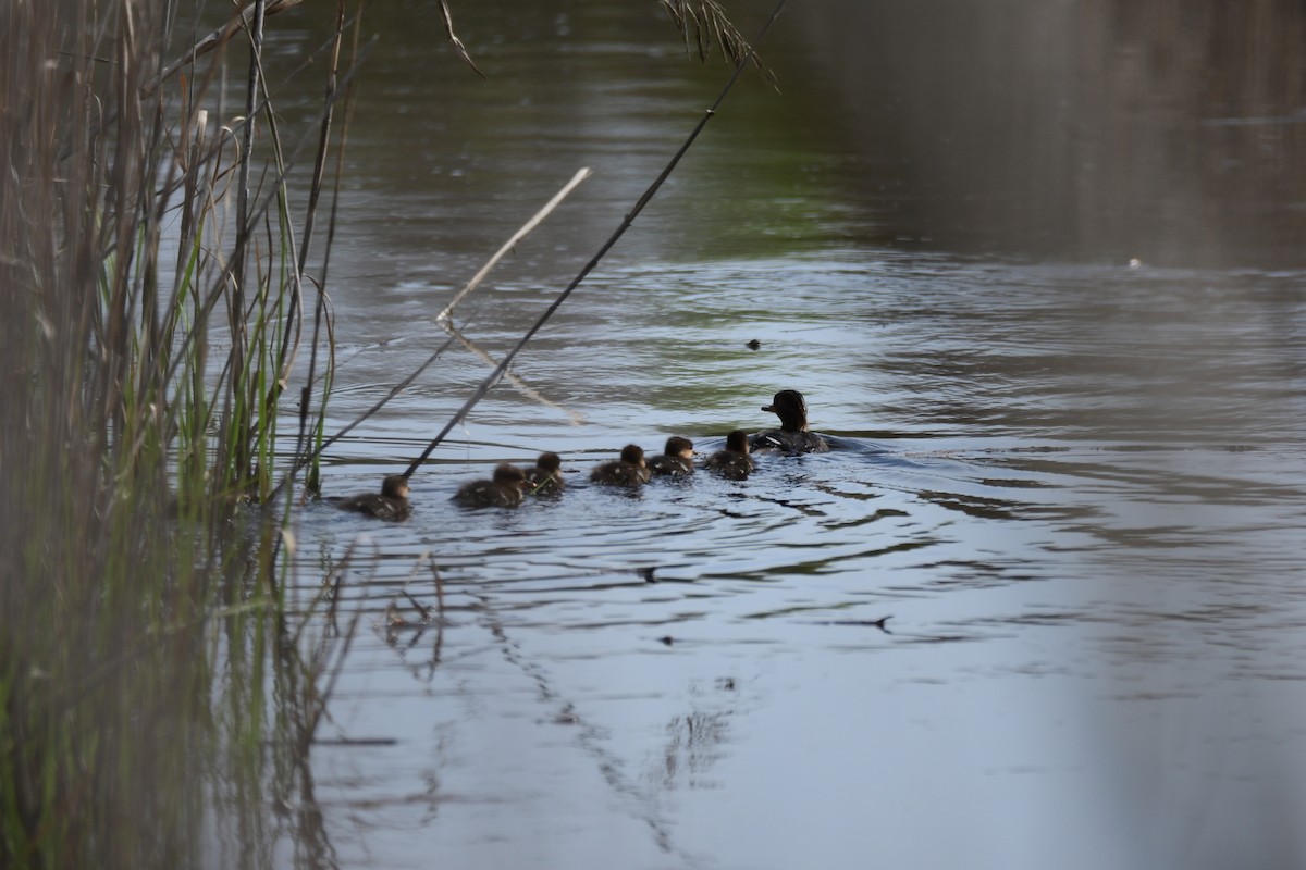 Hooded Merganser - Jake Zadik