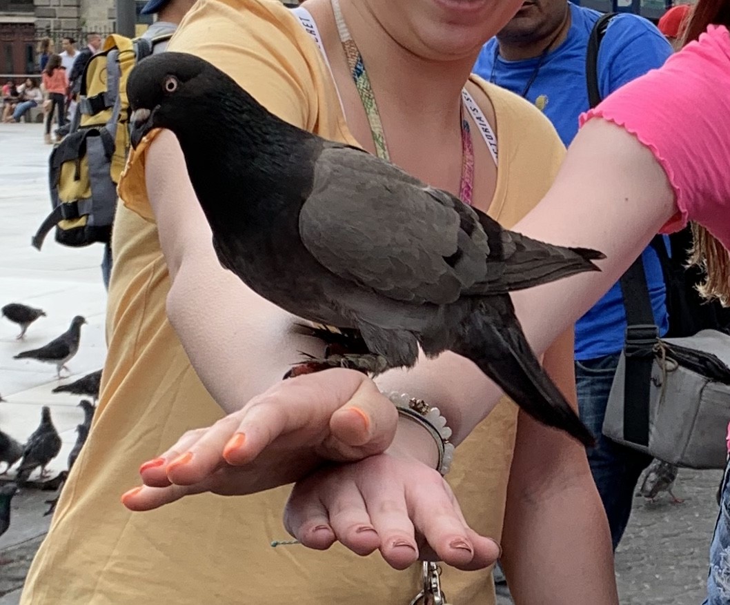 Rock Pigeon (Feral Pigeon) - ML148054221