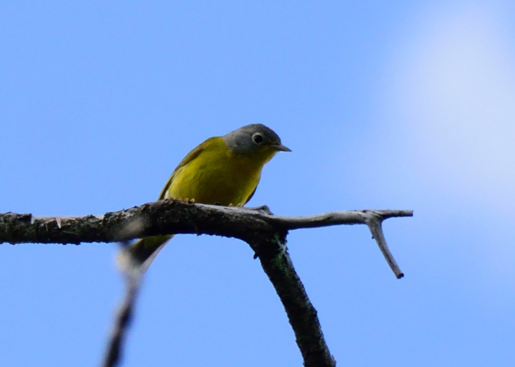 Nashville Warbler (ruficapilla) - ML148056441