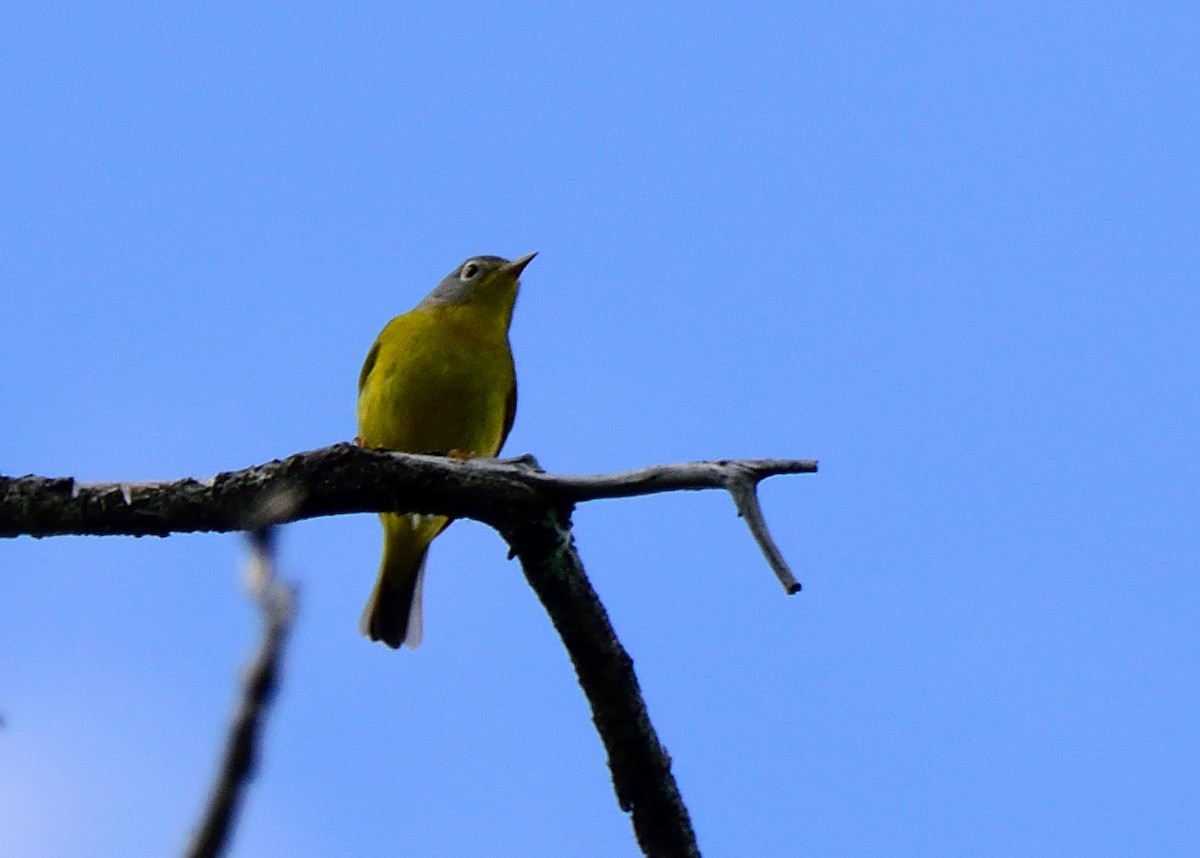 Nashville Warbler (ruficapilla) - ML148056451