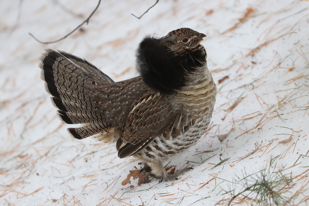 Ruffed Grouse - ML148056741