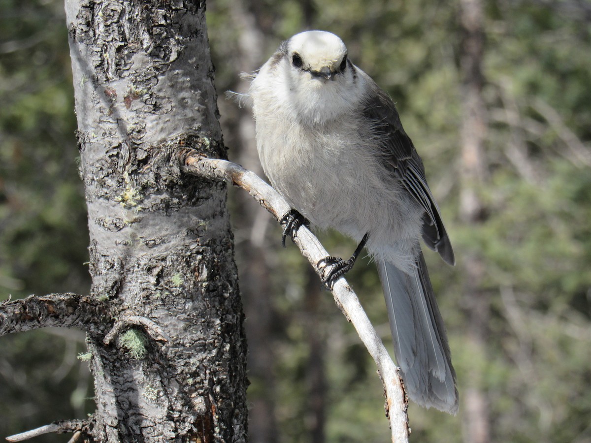 Canada Jay (Rocky Mts.) - ML148056941