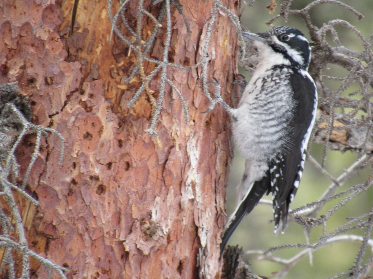 American Three-toed Woodpecker - ML148057051