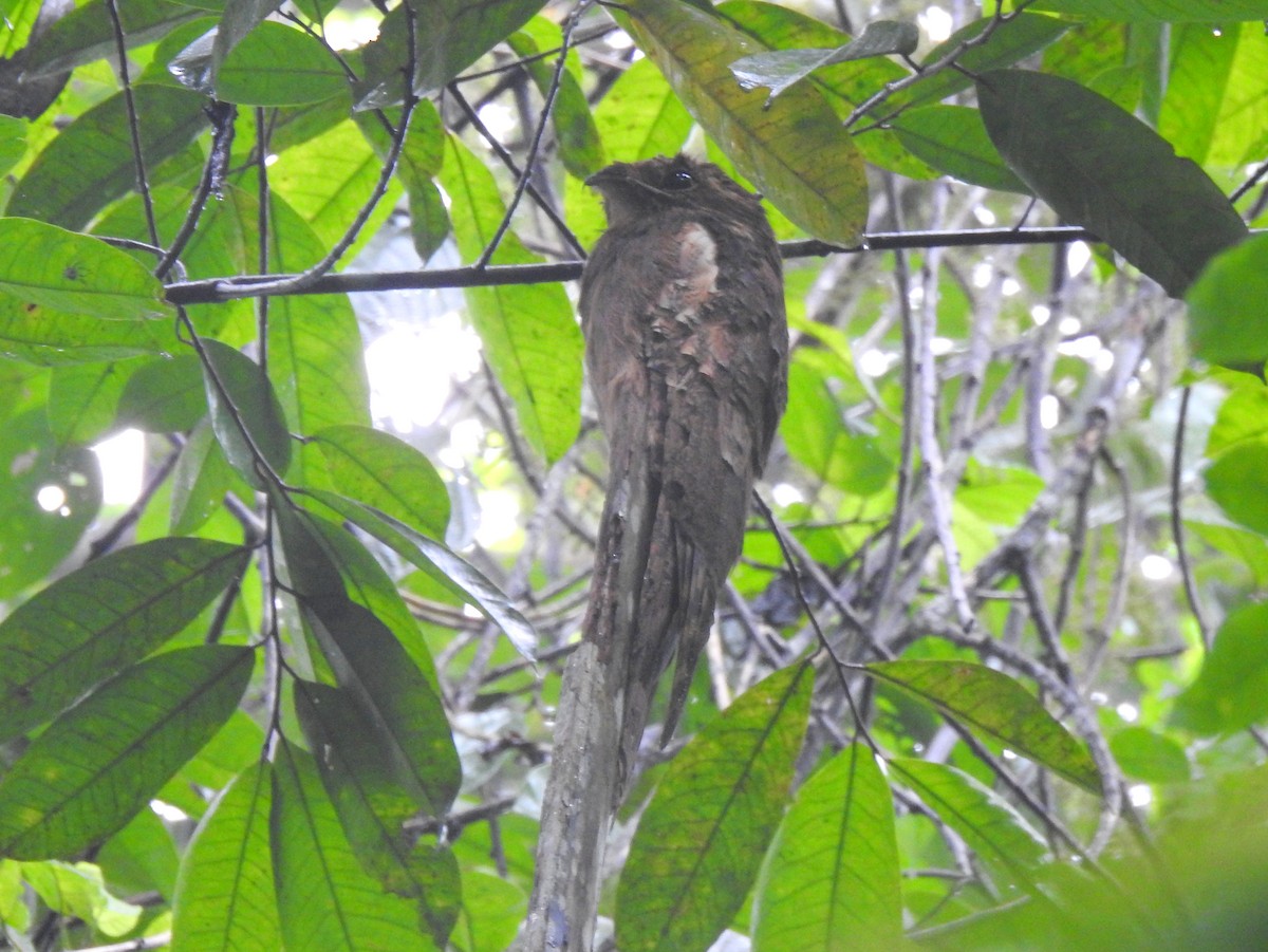 Long-tailed Potoo - ML148057251