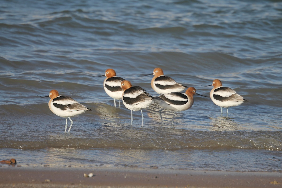 Avocette d'Amérique - ML148057471