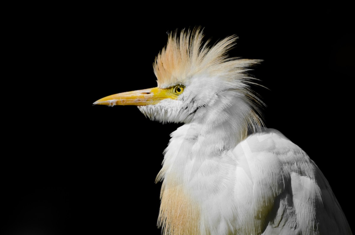Western Cattle-Egret - ML148057501