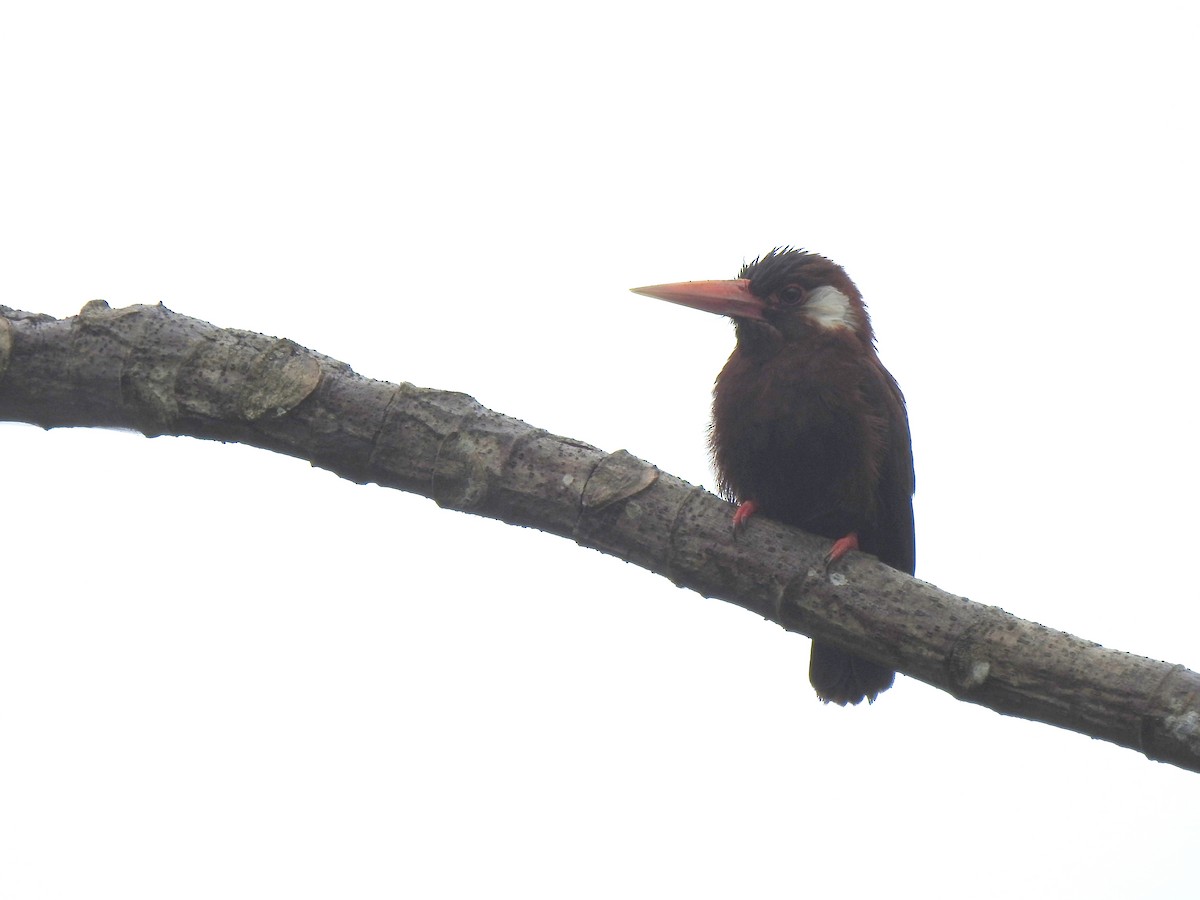 White-eared Jacamar - ML148057741