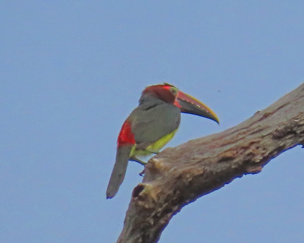 Green Aracari - Mark Amershek