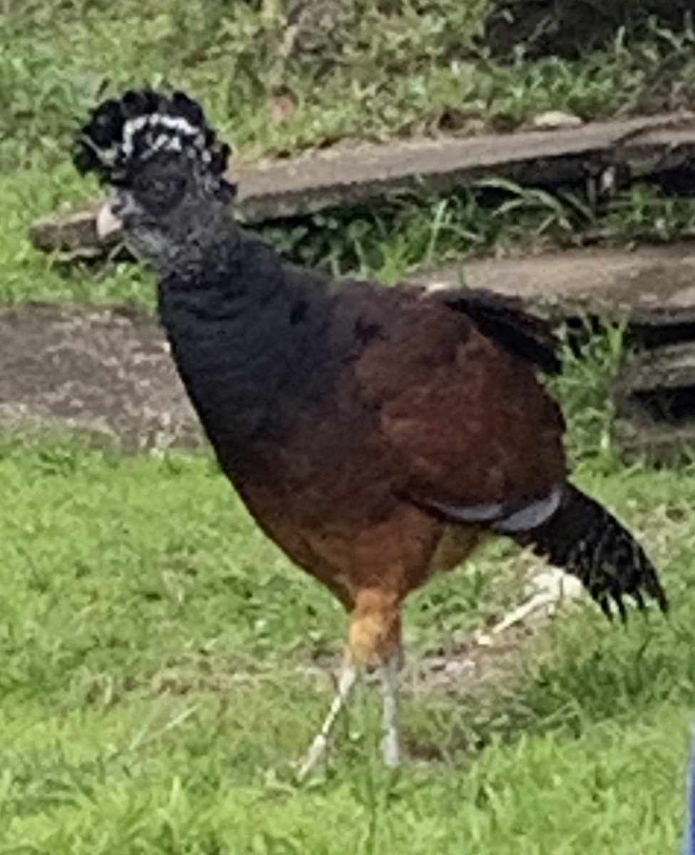 Great Curassow - ML148057811