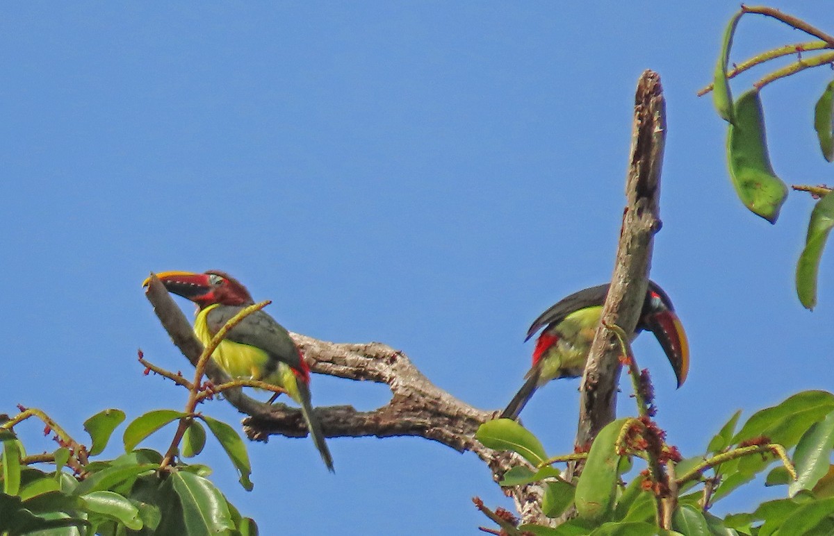 Green Aracari - ML148057841