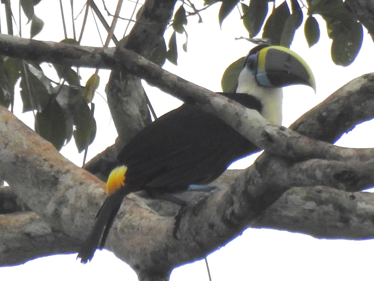 White-throated Toucan (Cuvier's) - ML148058481