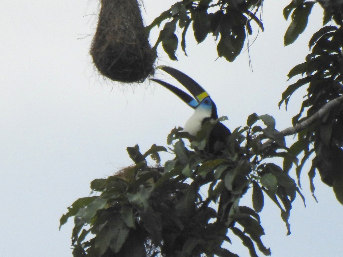 White-throated Toucan (Cuvier's) - ML148058491
