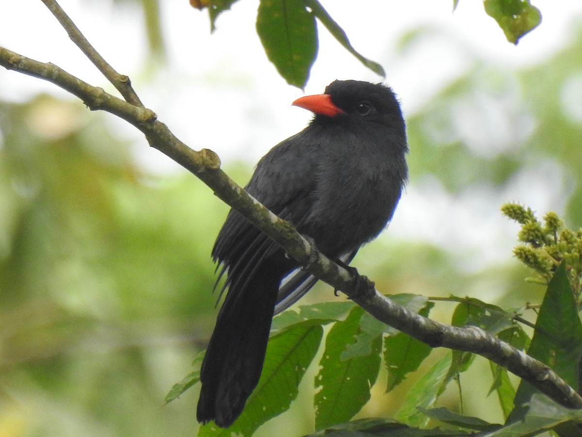 Black-fronted Nunbird - ML148058971