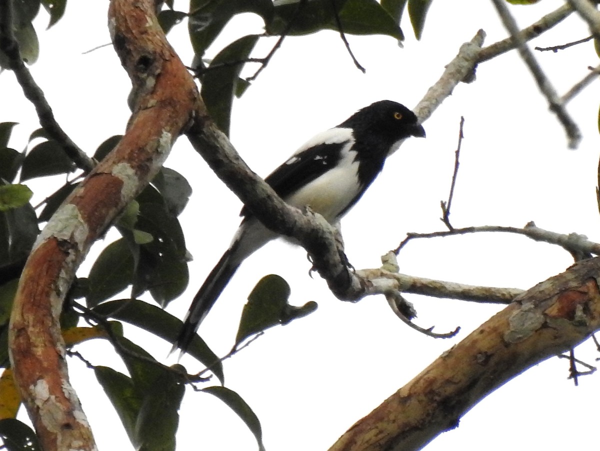 Magpie Tanager - ML148059091