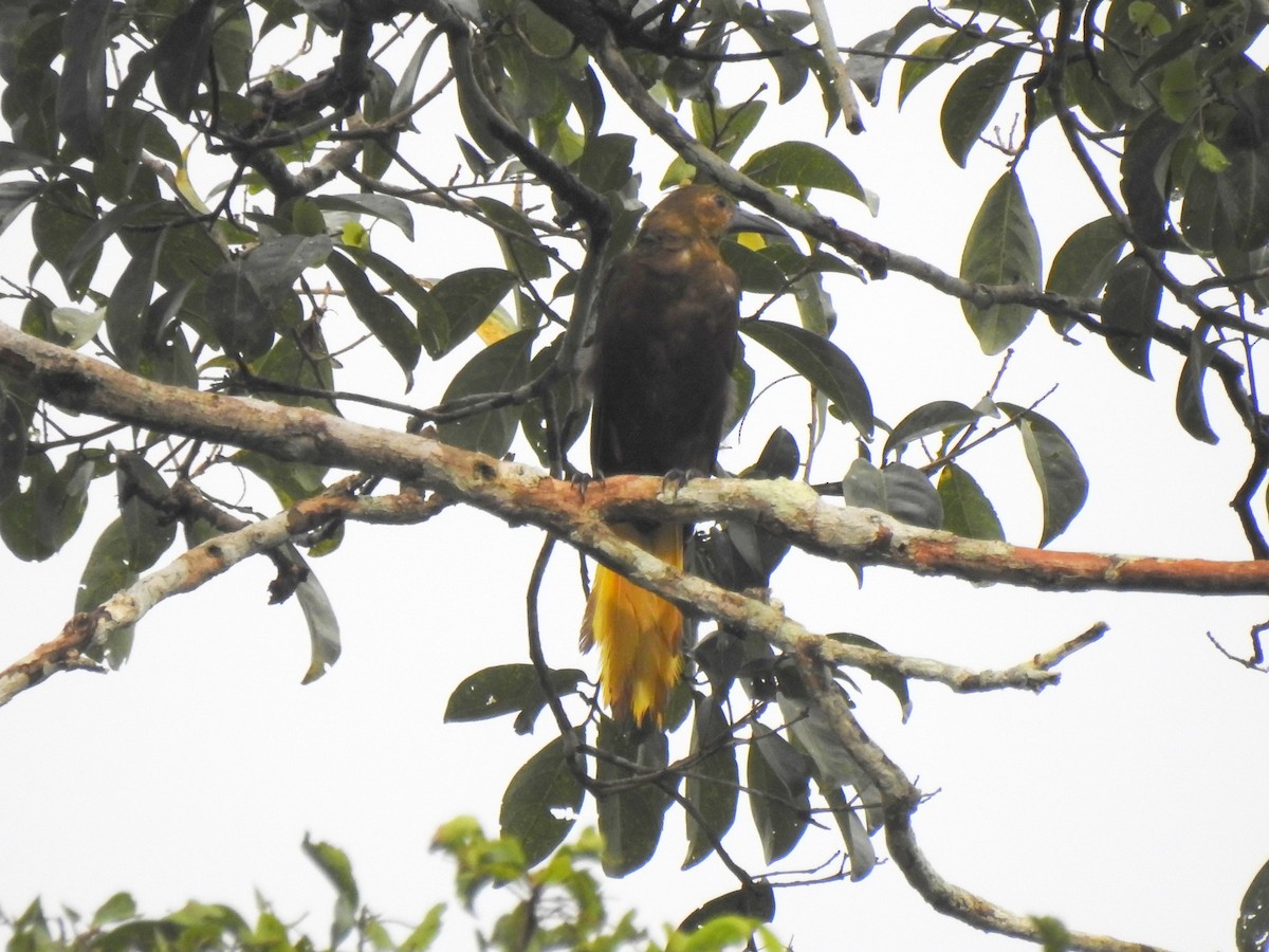 Russet-backed Oropendola - ML148059581