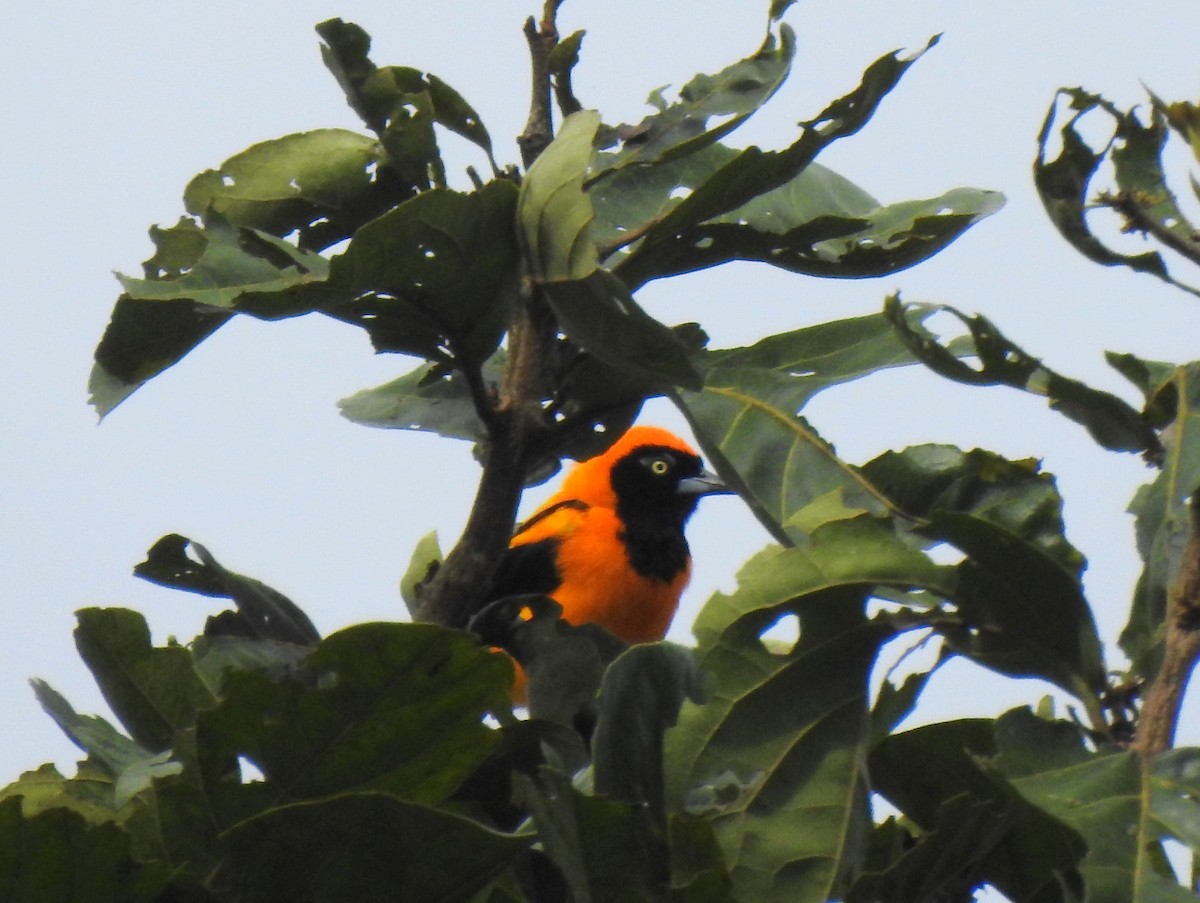 Orange-backed Troupial - ML148059841