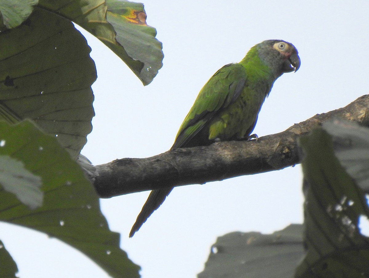 Dusky-headed Parakeet - ML148060391