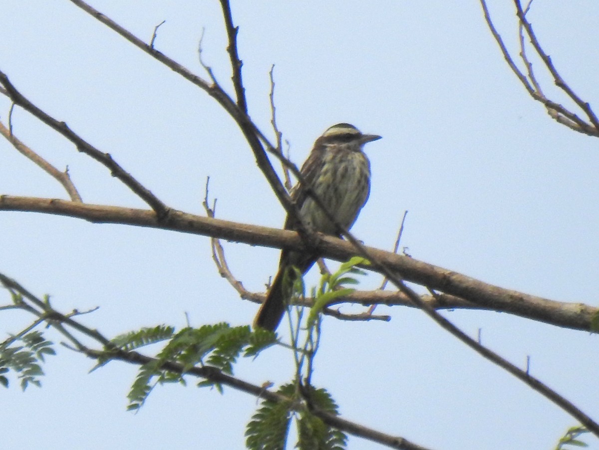 Variegated Flycatcher - ML148060621