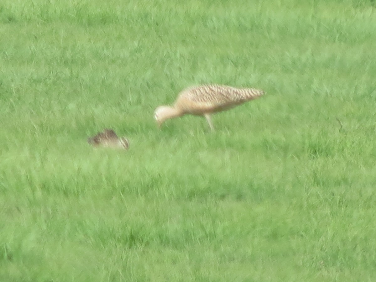 Long-billed Curlew - ML148060781