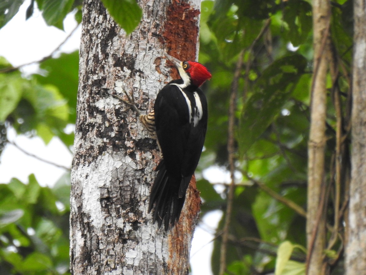 Crimson-crested Woodpecker - ML148061001
