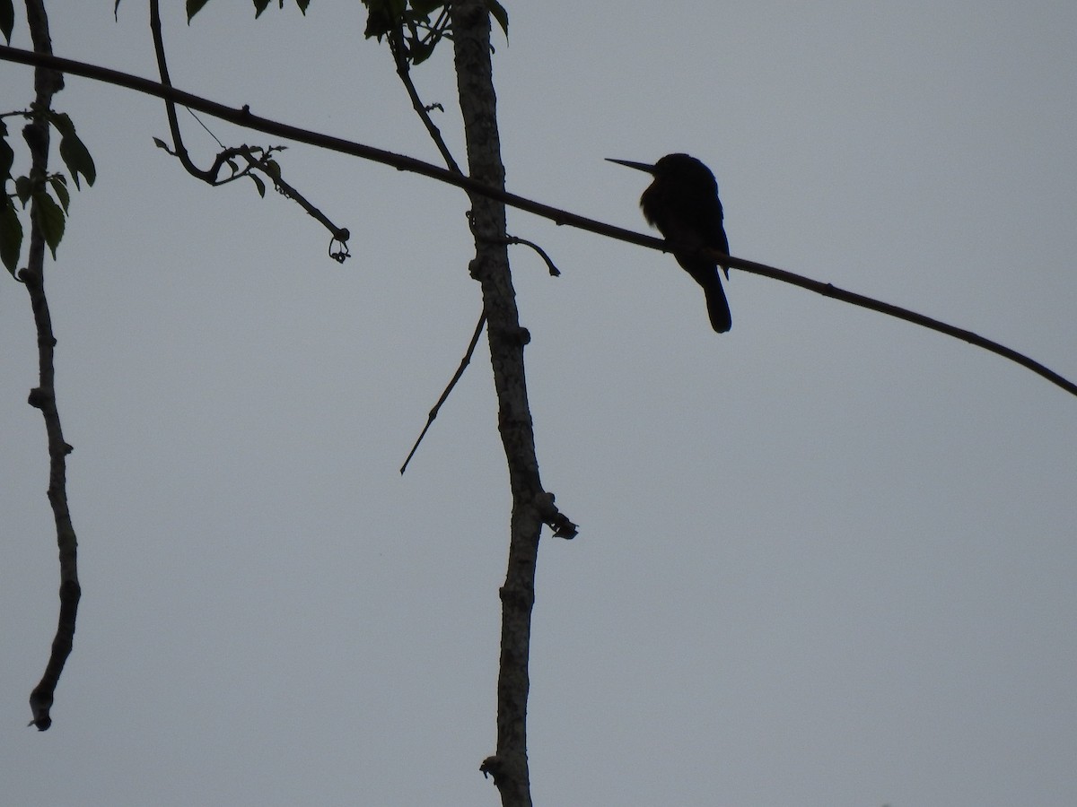 Brown Jacamar - ML148061181