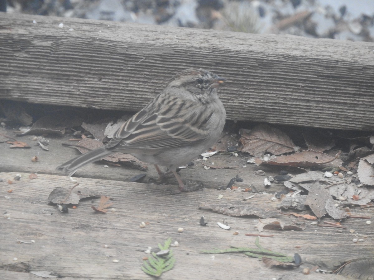 Chipping Sparrow - ML148061241