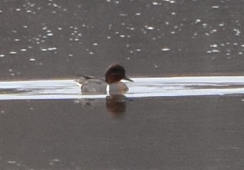 Green-winged Teal - ML148061301