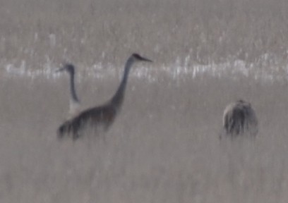 Sandhill Crane - ML148061501